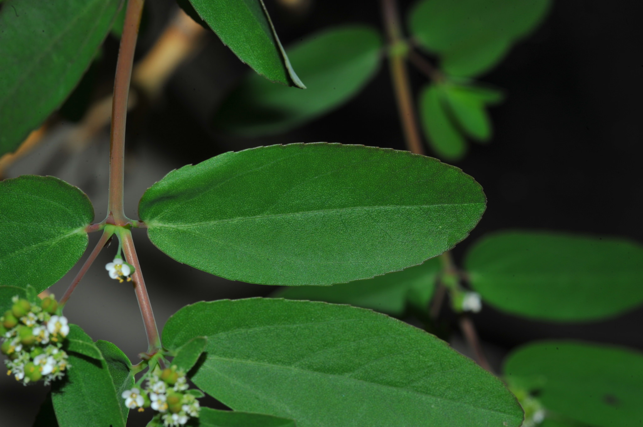 Euphorbia hypericifolia